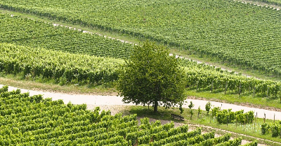 耕作放棄地でワイン作り1