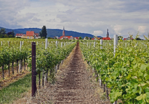 ワインテクノロジー1