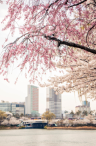 ロゼワイン　桜