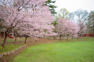 札幌ワイン会　円山公園花見2