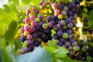 ブドウの味わい2