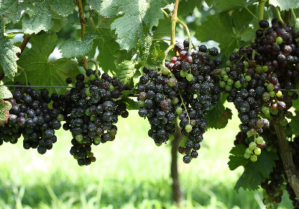 ナチュラルワイン1