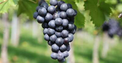 ワインコンクール1